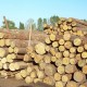 New Zealand Pine | Radiata Pine Logs