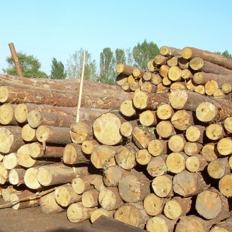 New Zealand Pine | Radiata Pine Logs